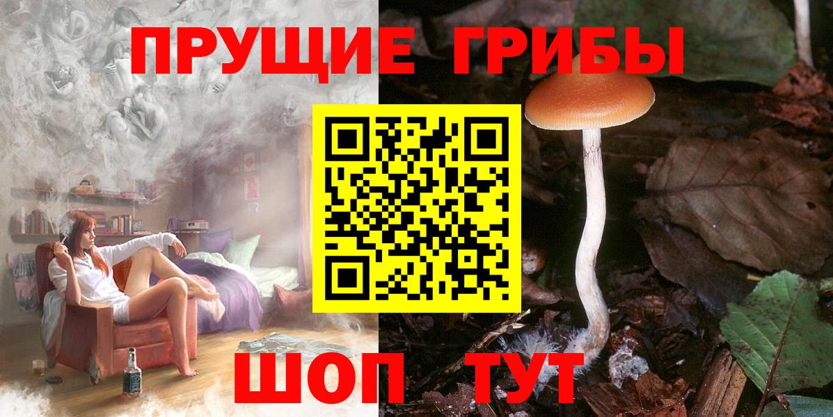 Галлюциногенные грибы Psilocybe  где продают   Ачинск 